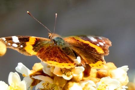 Vanessa atalanta en los jardines del monasterio de Pedralbes.