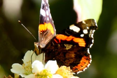 Vanessa atalanta en los jardines del monasterio de Pedralbes.