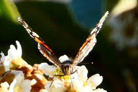 Vanessa atalanta en los jardines del monasterio de Pedralbes.