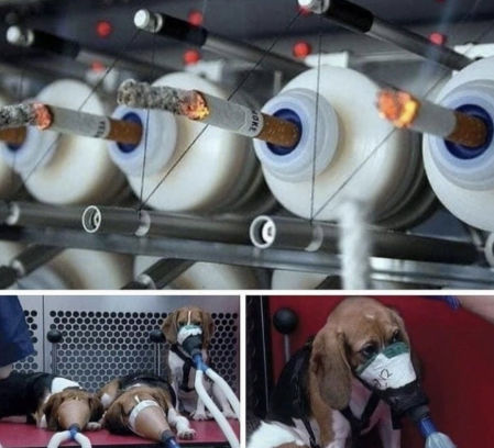 Imágenes de Instagram