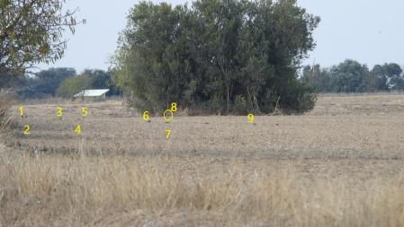 Solución al Reto visual, con la posición de los 9 pájaros señalizada.