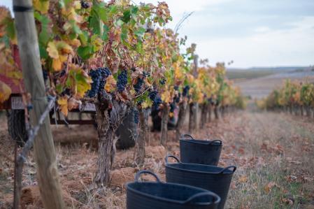 La vendimia en la bodega Pagos de Anguix