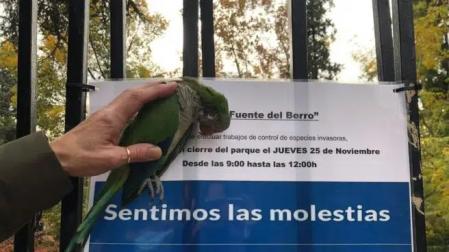 Una de las cotorras muertas a perdigonadas en el parque madrileño .