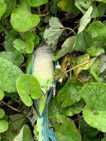 Una de las aves muertas por disparos en Fuente del Berro, Madrid