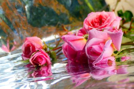 Rosa de pitiminí en el monasterio de Pedralbes.