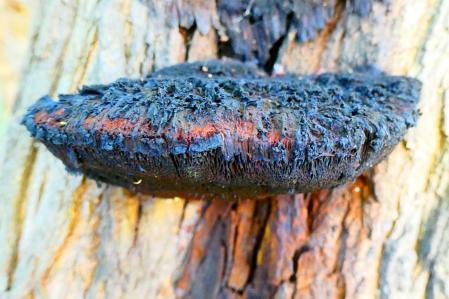 Inonotus hispidus en el huerto del monasterio de Pedralbes.