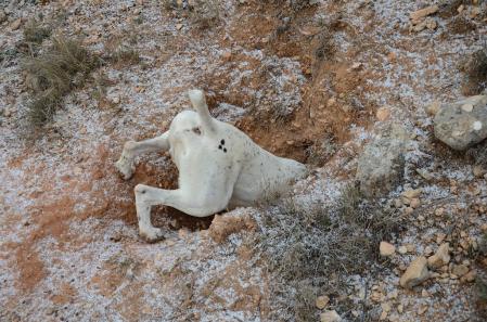 Los cazadores consideran que los perros de caza no son lo mismo que los domésticos