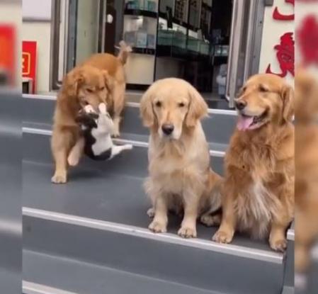 El perro obliga al gato a posar