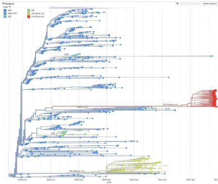 Árbol filogenético de la variante ómicron