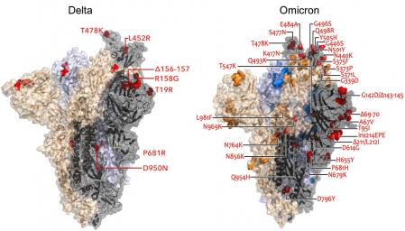 Las diferencias entre las mutaciones de la variante delta (izquierda) y ómicron en la proteína S del virus SARS-CoV-2