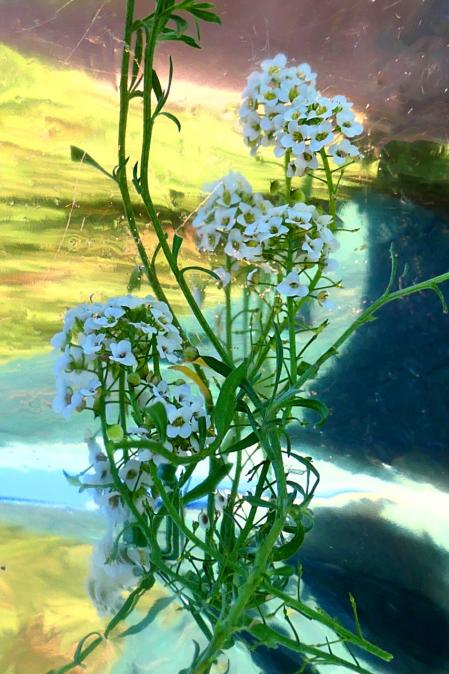 La lobularia maritima en el monasterio de Pedralbes.