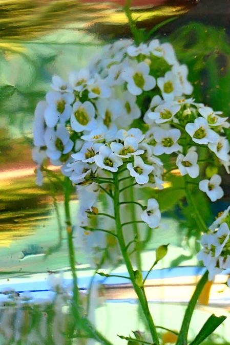 La lobularia maritima en el monasterio de Pedralbes.