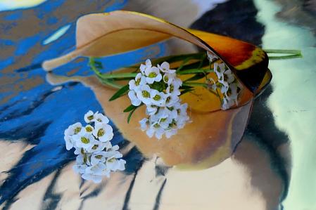 La lobularia maritima en el monasterio de Pedralbes.