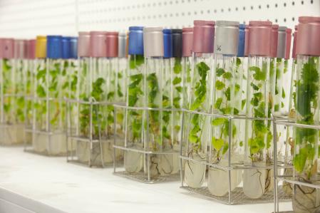 Reproduccion in vitro de variedades de uva ancestrales