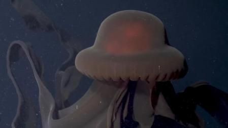 LV_Descubren a casi 1.000 metros de profundidad una medusa fantasma gigante