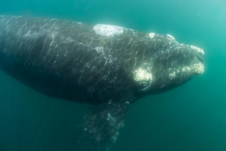Una ballena franca (Eubalaena glacialis)