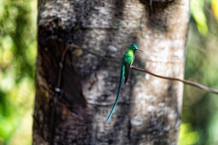 Acaime es conocida por albergar distintas especies de colibríes