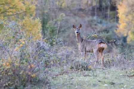 Cabirol en Muntanyola.