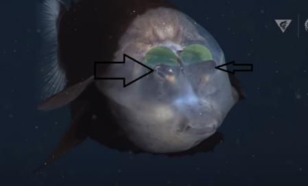 Situación de los ojos (flechas) en la cabeza transparente de un ejemplar de ' Macropinna microstoma' .