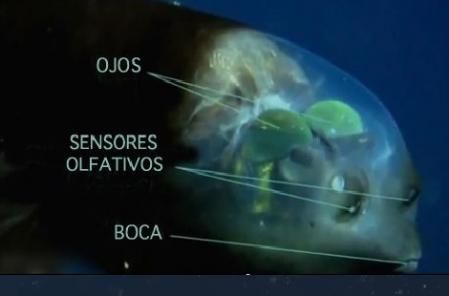 Detalles de la cabeza y órganos  .