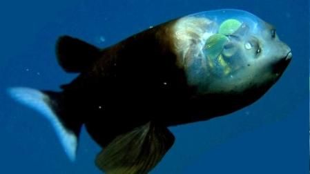 LV_Así es el duende de los mares: las mejores imágenes del pez de cabeza transparente