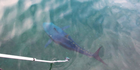 El atún Roser en el muelle de L'Escala.