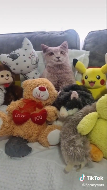 ¿Puedes encontrar al gato?