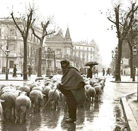 Un rebaño de ovejas pasando por la zona a finales del siglo XIX.