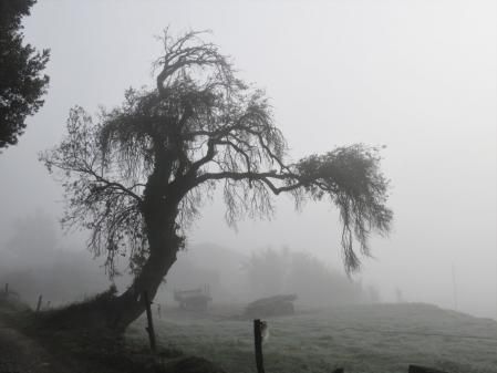 La niebla se apodera del paisaje.