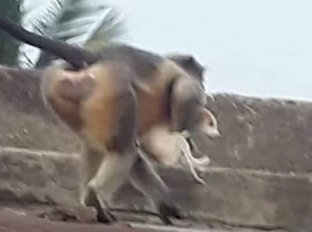 Los tiran desde las alturas hasta que mueren