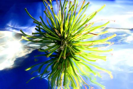 Cometa de agapanto por Navidad.