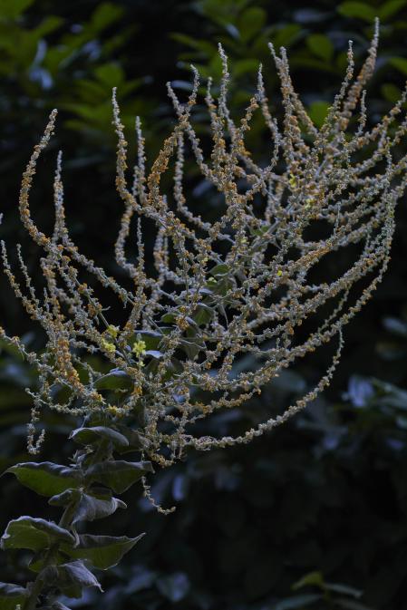 Una imagen de 'Jardín de las mixturas' de Alejandra Riera