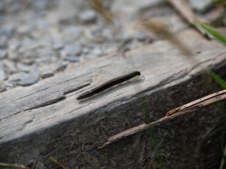 Los actuales no tienen nada que ver