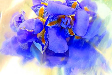 Reflejos de lirio en el monasterio de Pedralbes.