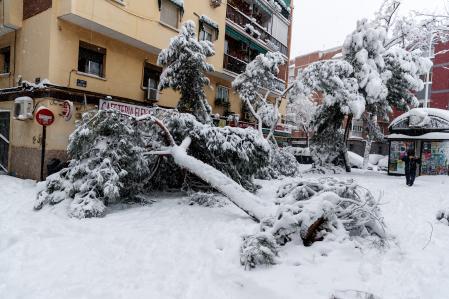 Arboles caídos por el peso de la nieve tras el paso de la borrasca 'Filomena', por Madrid.