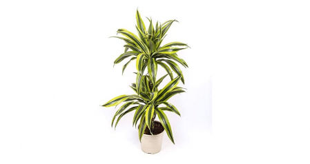 Dracaena Lemon Lime - 2 troncos