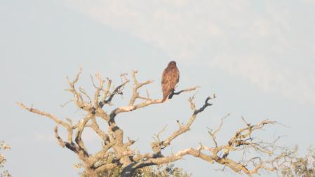 Reto visual: la pista, con el busardo en una imagen en detalle.