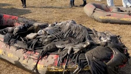 Unas cuantas grullas, muertas por culpa del brote