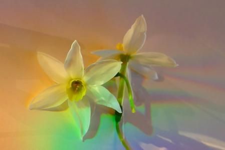 Narcisos entre reflejos, en el monasterio de Pedralbes.