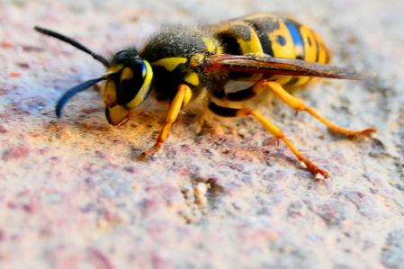 La avispa asiática ha vuelto a Pedralbes.
