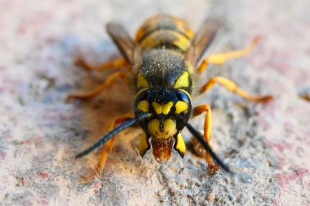 La avispa asiática ha vuelto a Pedralbes.