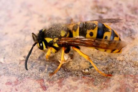 La avispa asiática ha vuelto a Pedralbes.