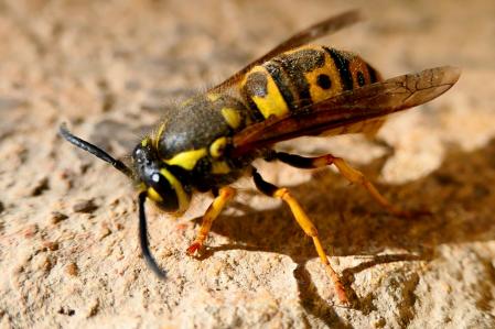 La avispa asiática ha vuelto a Pedralbes.
