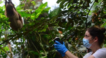 Kristine Bohmann recolectando muestras de aire cerca de un perezoso.
