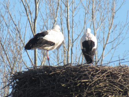 Invierno en el lago de Banyoles.