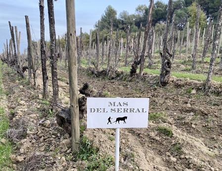 Viñedo de Mas el Serral en Sant Sadurní d’Anoia