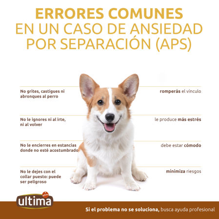 ERRORES QUE COMETES EN UN CASO DE ANSIEDAD POR SEPARACION EN PERROS