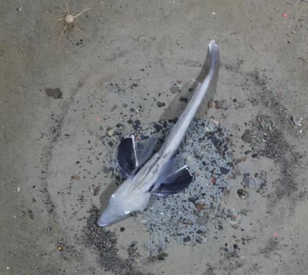 Ejemplar de draco sobre el círculo de su nido  .