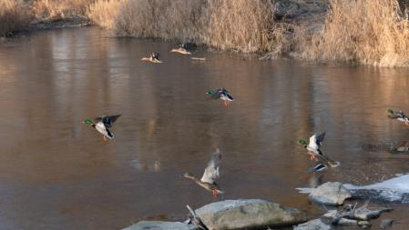 El espectáculo de las aves en el Ter.