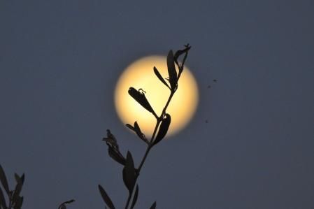 La luna llena del Lobo en Mijas.